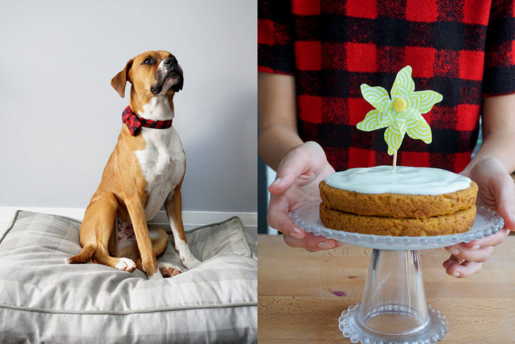 Homemade dog cake & a bow tie collar giveaway